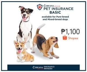 Affordable pet insurance Philippines Cebuana