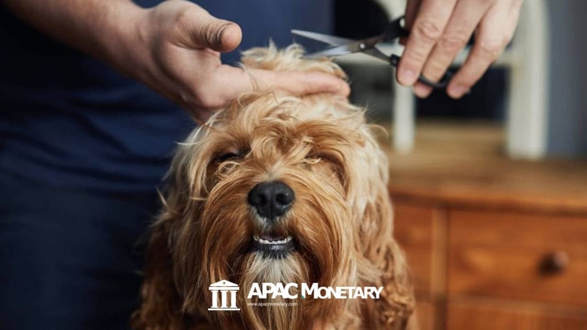 Pet Care and Grooming Business in Cebu